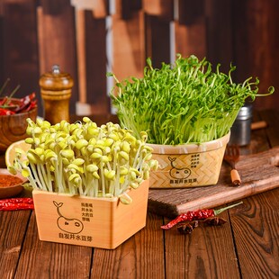 速发密特竹木纹正串形菌类井水豆芽盒子胺色火锅餐具创意方串香盘