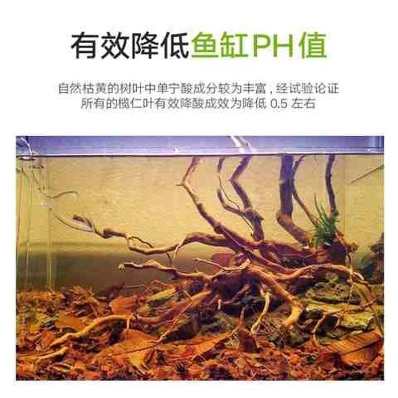 速发榄软叶懒人叶小型热带值斗鱼龙鱼乌龟虾缸降ph鱼降酸仁水水质