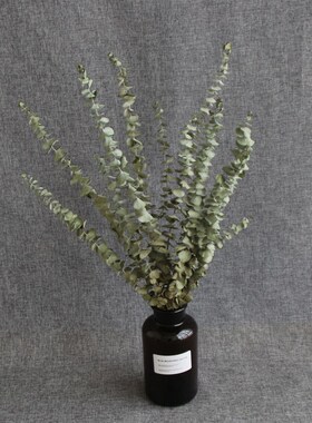 速发鹏杰花卉,配加利叶自然干花干花插花尤花拍摄客厅装饰