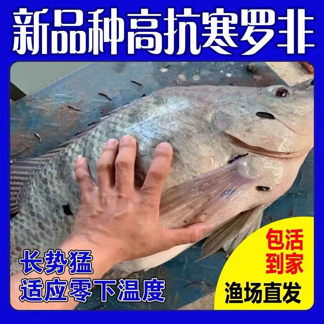速发大种杂交青宝路罗非鱼苗黑罗非洲鲫福寿鱼新吉富雄性罗非脆肉