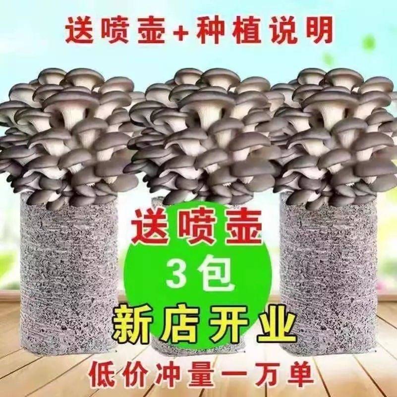 速发【买一发三】家庭蘑菇菌包食用菌菇内蘑室种菇菌棒菌种菌植包