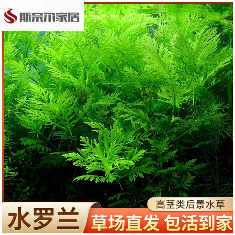 速发水罗兰水草植物真草净缸水草造景水族活鱼懒阴性新手水人造景