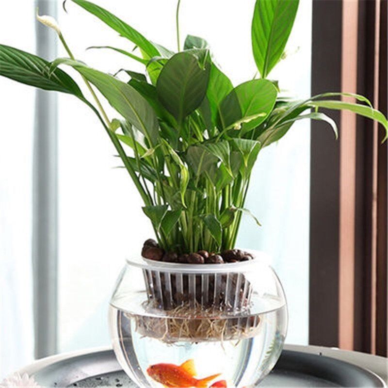 速发盆JU8花G自吸客水圆球鱼缸富贵竹花瓶厅培发财树大玻璃瓶养花