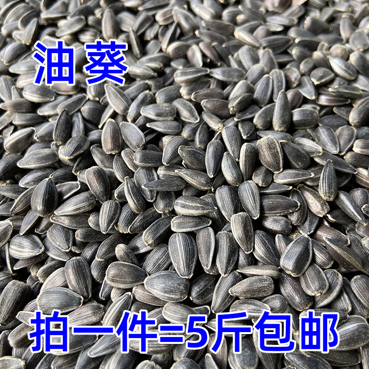 速发油葵小瓜子鸟粮黑珍珠小油葵瓜子生油葵籽鹦鹉鸟食仓鼠鸽粮 5