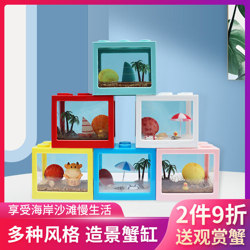 迷你豆豆蟹桌面可爱系小宠物不喂食生态系统缸造景儿童礼物中号