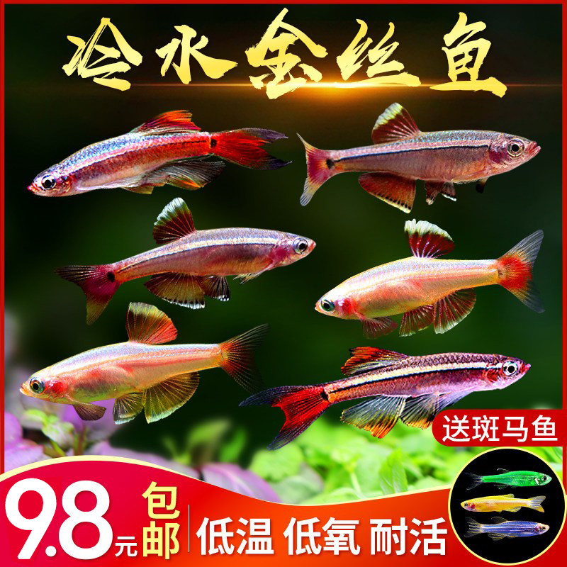 白云金丝鱼冷水活体小型原生鱼唐鱼不加温观赏耐活淡红尾灯科包活