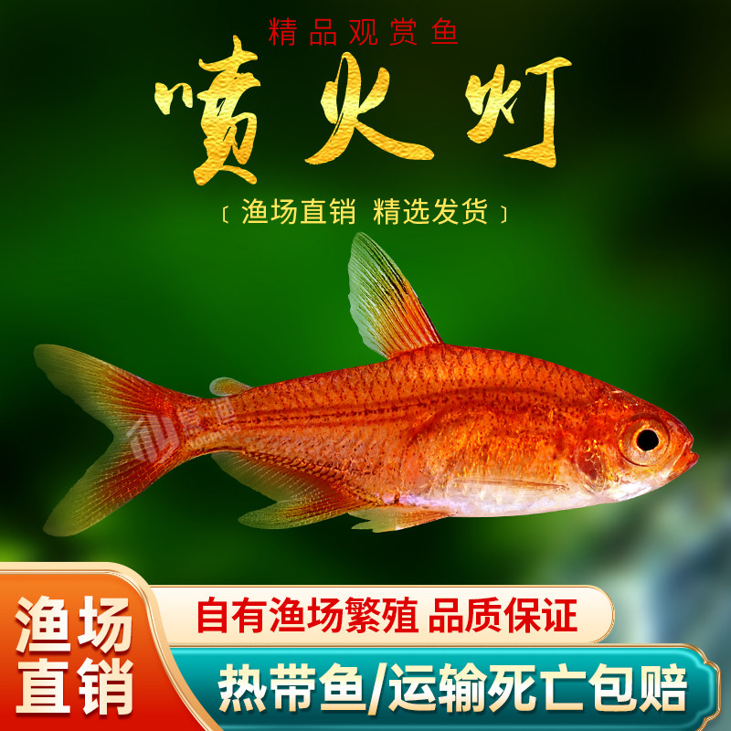 喷火灯鱼水草缸淡水小型热带观赏鱼群游效果好橘帆梦幻灯鱼活体鱼