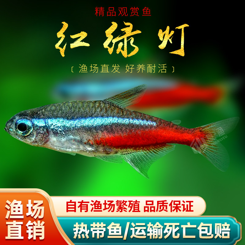红绿灯鱼活体小型灯科鱼活体热带观赏鱼淡水鱼绿莲灯群游草缸