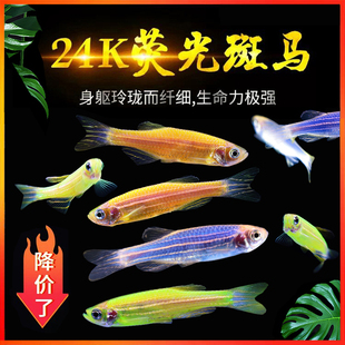 24K荧光斑马鱼皮实耐养小型淡水热带鱼宠物活体闯缸草缸观赏鱼