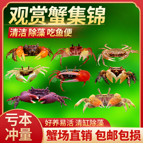 活体宠物吃虫除藻爬行辣椒蟹