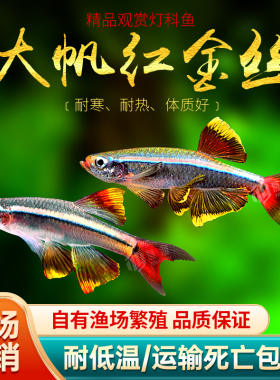 大帆瑰丽金丝鱼冷水鱼红尾灯科鱼小型鱼火焰金丝新手群游观赏鱼