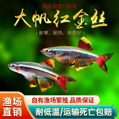 大帆瑰丽金丝鱼冷水不加温