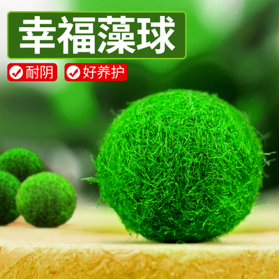 焘渔鱼缸活体水草耐活