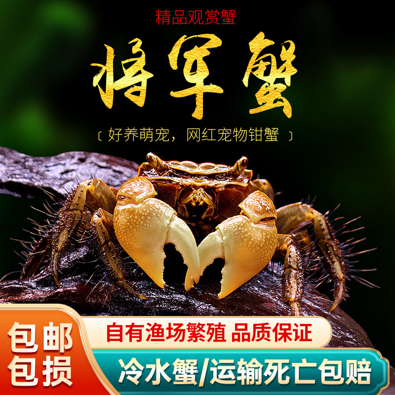 将军蟹观赏蟹新手宠物蟹小型热带水陆缸相手蟹辣椒蟹淡水爬宠活体,宠物/宠物食品及用品,蟹,淘宝优惠券,粉丝福利购,淘宝优惠卷
