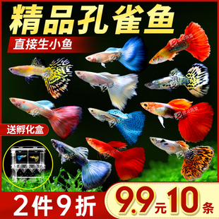 孔雀鱼活体凤尾淡水宠物活体礼服小型热带观赏鱼纯种孔雀鱼胎生鱼