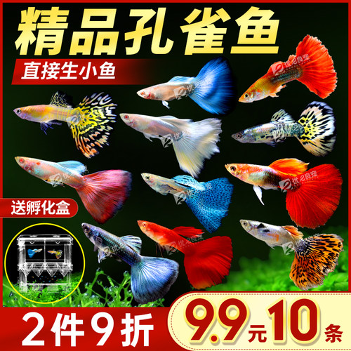 淡水活体礼服小型纯种热带观赏鱼