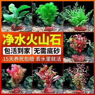 鱼缸水草植物真草造景生态全套摆件养鱼增氧铺底阴性水培净化绿植