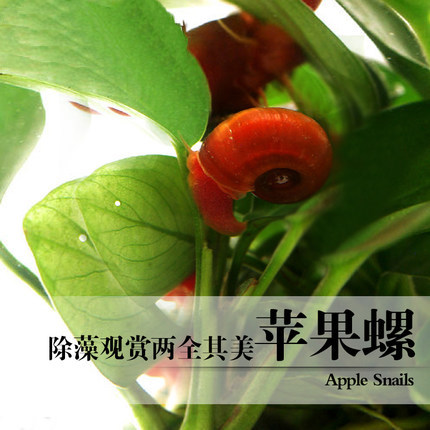 苹果螺羊角螺观赏螺繁殖活体