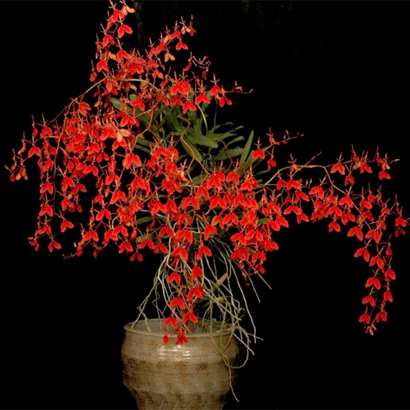 万代兰盆栽洋兰花苗附生兰花室内洋兰花卉多花兰千代兰苗不带花苞