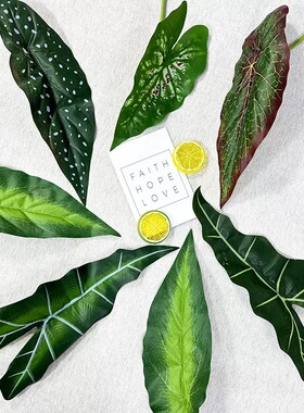 3D打印单支绿植叶子胶布海芋叶商场橱窗摄影背景造景客厅摆设绿植