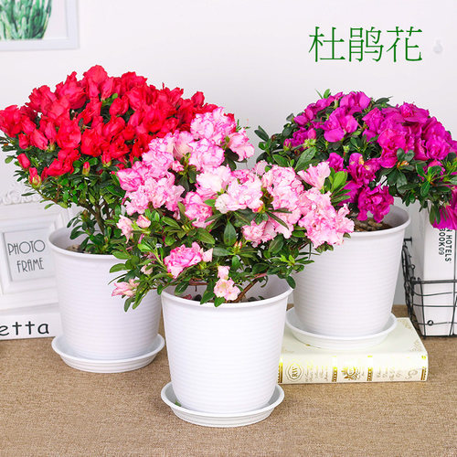 盆栽老桩不断阳台好养观花植物