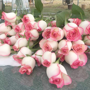 玫瑰花苗艾莎魅影梦露切花月季观花盆栽花卉植物室内阳台
