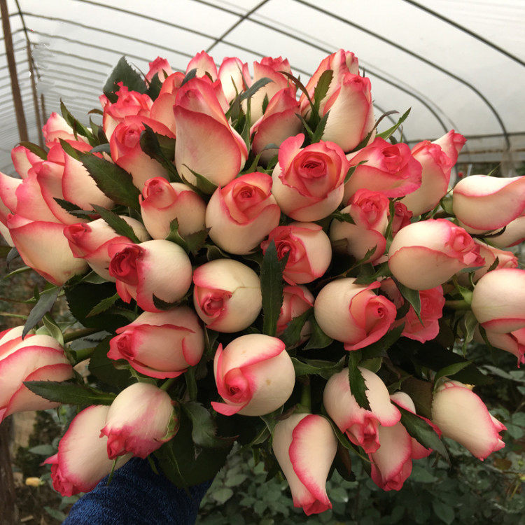 艾莎玫瑰花苗朱米莉亚复色大花新品切花月季阳台庭院花卉盆栽