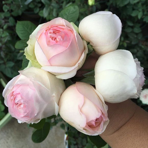 盆栽灌木庭院阳台月季花苗