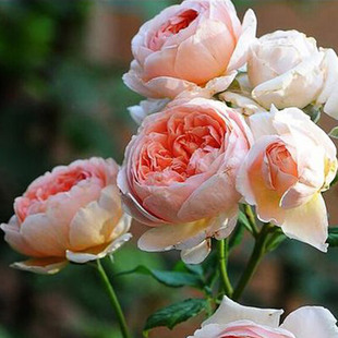 藤本月季蔷薇花苗亚伯拉罕大花浓香庭院阳台花卉爬藤植物