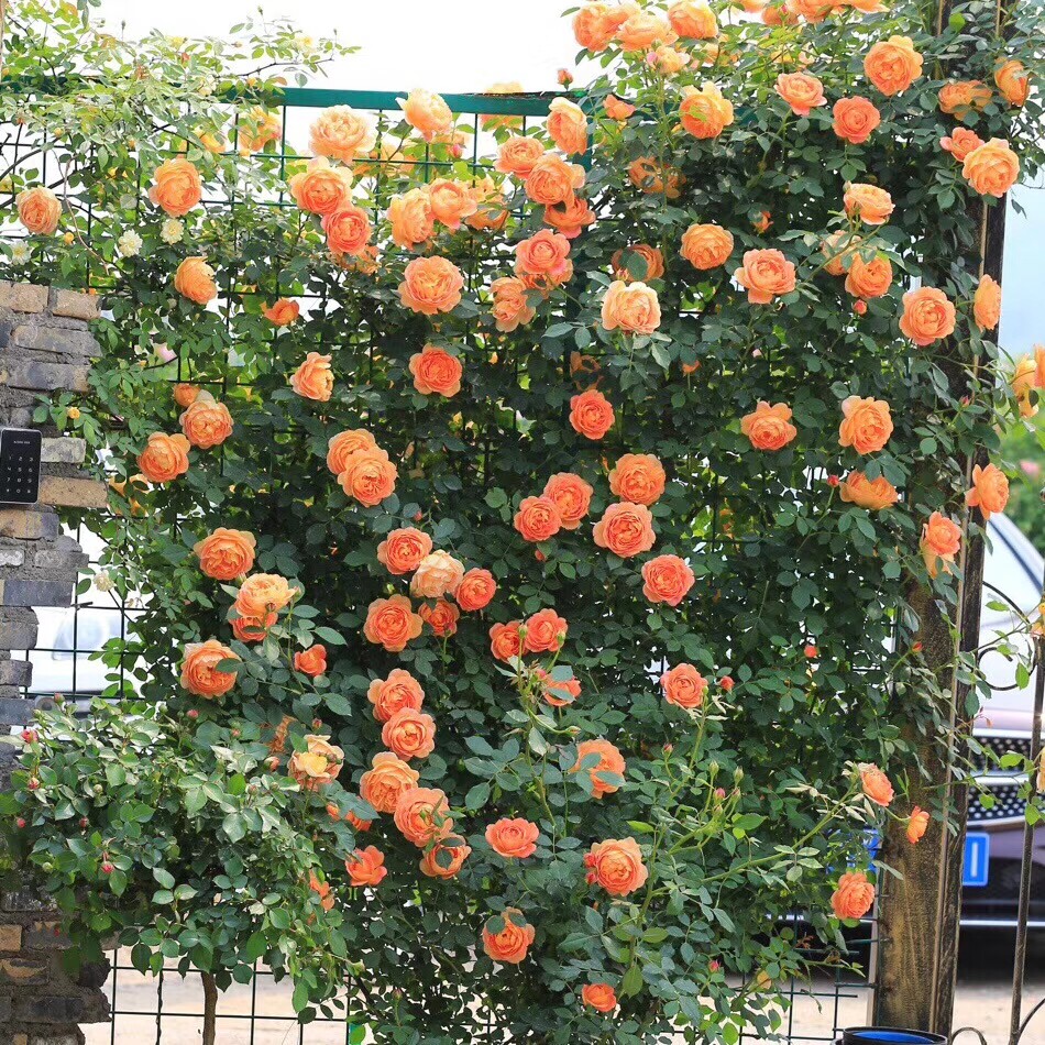 欧月蔷薇花苗藤本月季大花浓香庭院爬藤植物花卉盆栽玫瑰