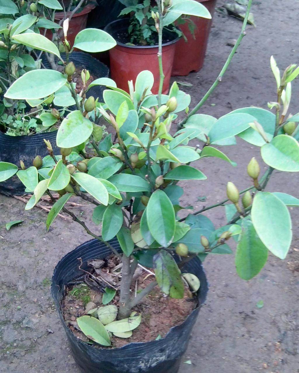 含笑花苗 含笑花树苗办公室内盆栽绿植 浓香花卉