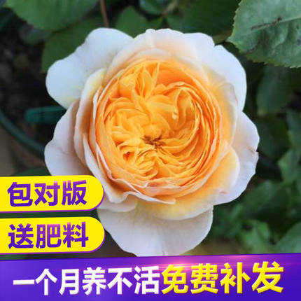 朱丽叶月季阳台灌木月季 勤花玫瑰花苗切朱