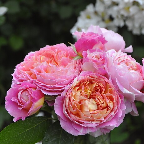 欧月克劳德莫奈灌木月季花苗抗病条纹复色浓香庭院阳台盆栽勤花卉