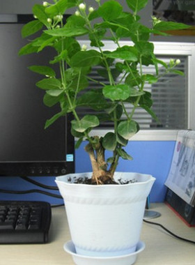 重瓣茉莉花 盆栽地载 虎头茉莉绿色花卉 非洲绿植满 白茉莉大苗