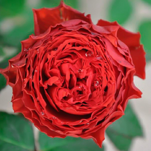 日月灌木切花玫瑰月季花苗初夜多花庭院阳台盆栽花卉