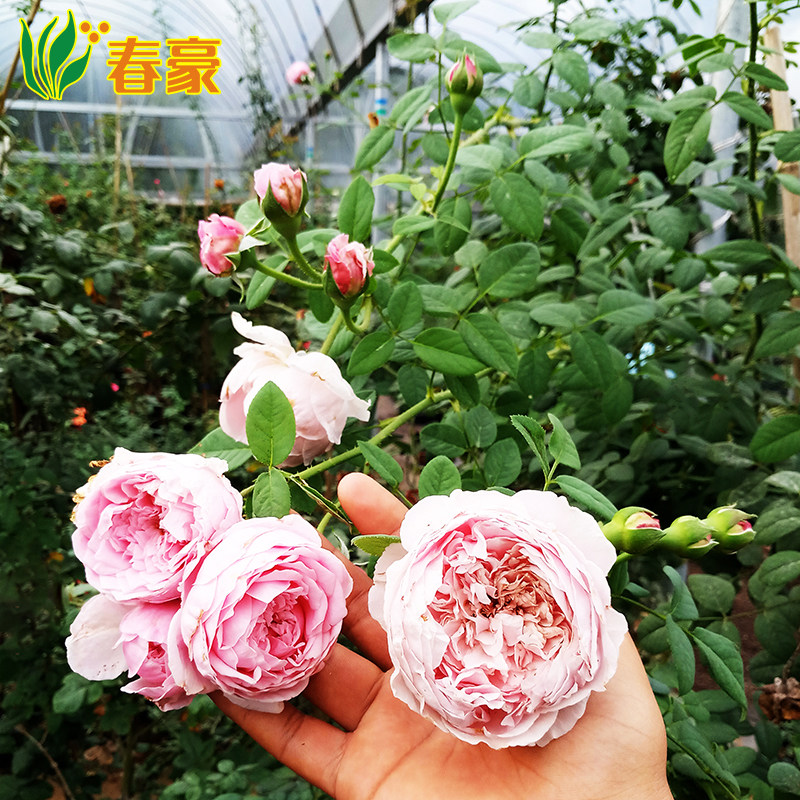 藤本月季自由精神蔷薇花苗欧月阳台庭院爬藤植物花卉盆栽玫瑰包邮