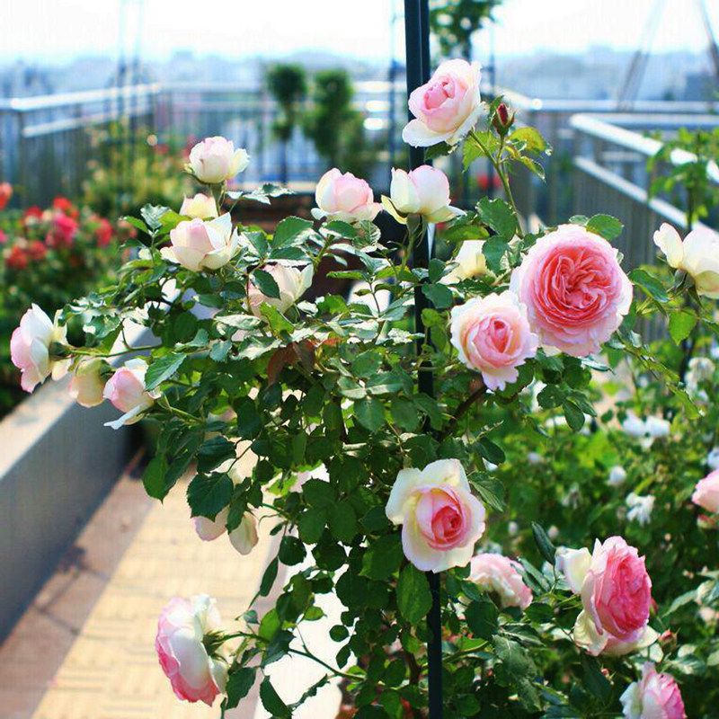 藤本月季粉色龙沙宝石蔷薇花苗庭院阳台爬藤植物花卉盆栽欧月包邮