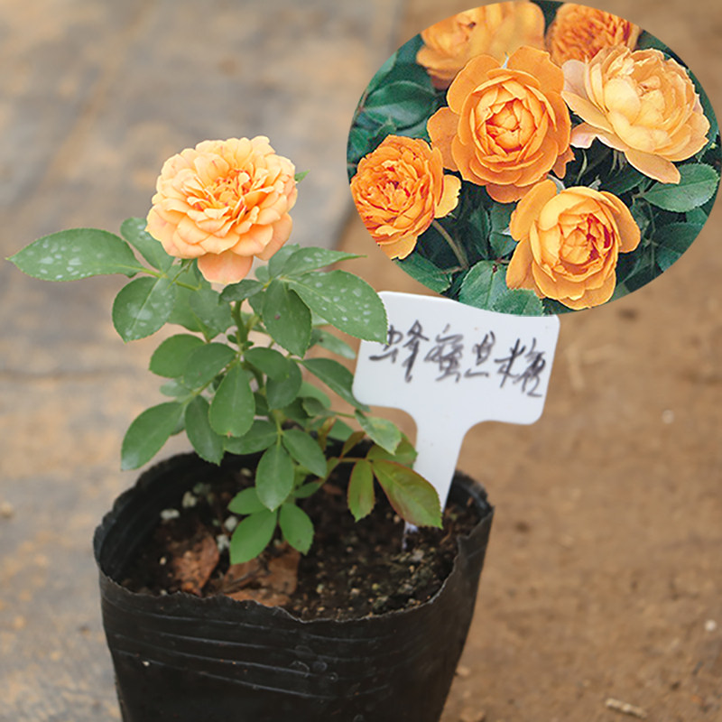 欧月苗多花藤本月季玫瑰蔷薇花苗大游行庭院爬藤绿植花卉盆栽包邮