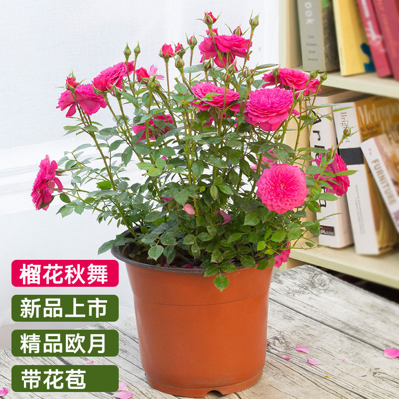 微月榴花秋舞月季花苗精品多花微型玫瑰花苗阳台客厅书房茶几盆栽