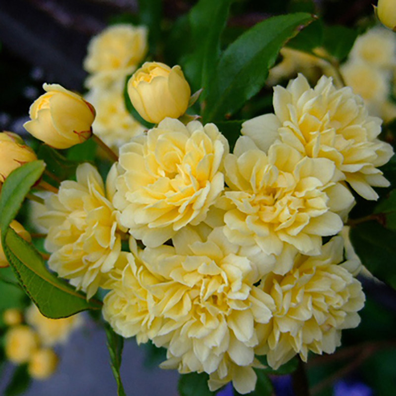 黄色木香花七里香浓香藤本攀援花卉蔷薇花苗白色木香庭院爬藤植物