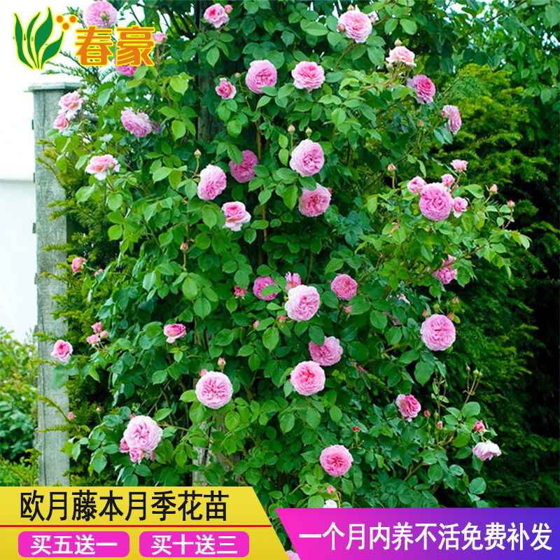 藤本月季蔷薇花苗大花浓香庭院爬藤植物花卉盆栽欧月开花玫瑰