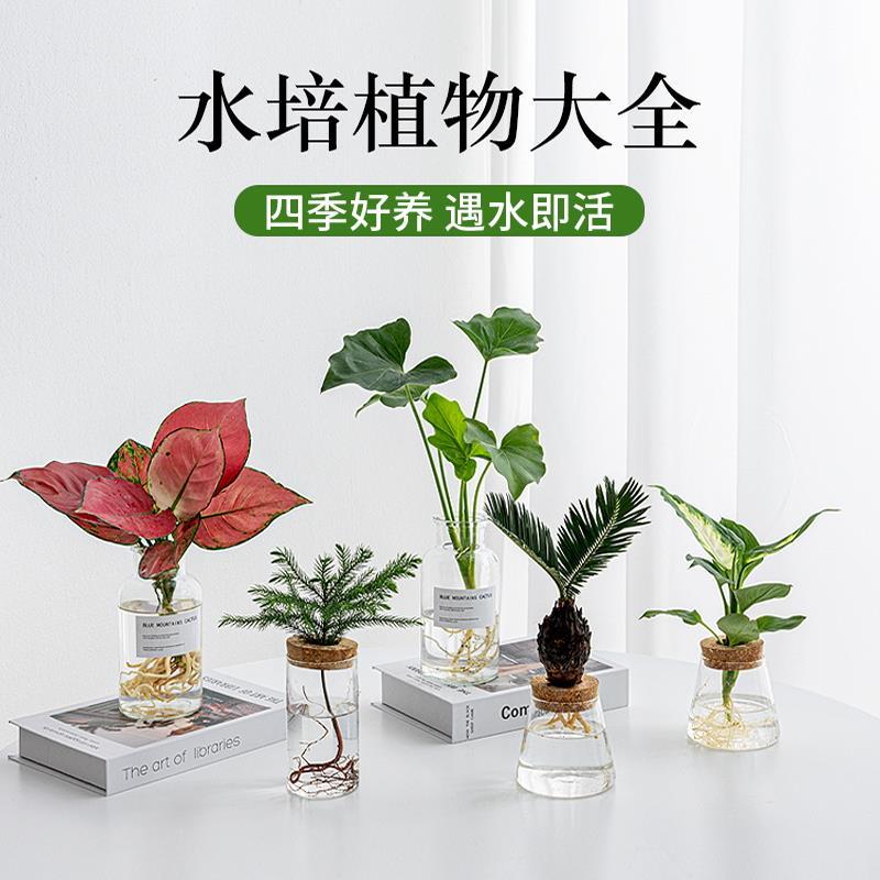 速发水培植物春羽洲铁树澳小杉室内桌面办公室植物小盆栽养好室内