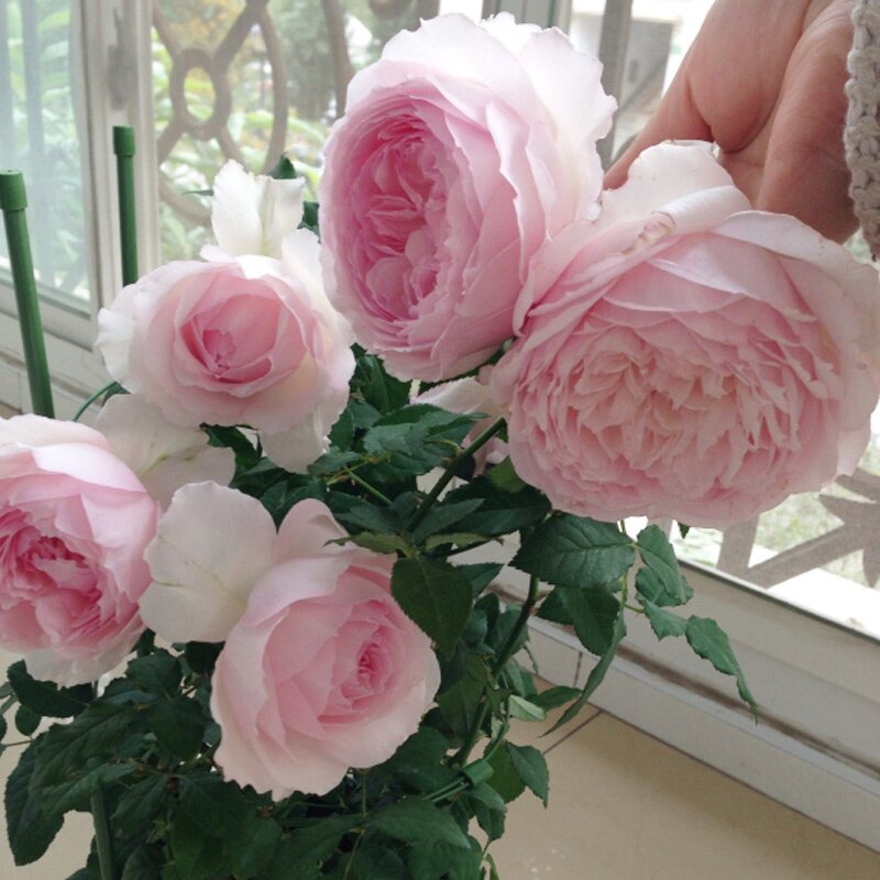 速发美咲B季花苗盆季四季四花苞带月栽开花浓香灌木庭藤台爬院抗