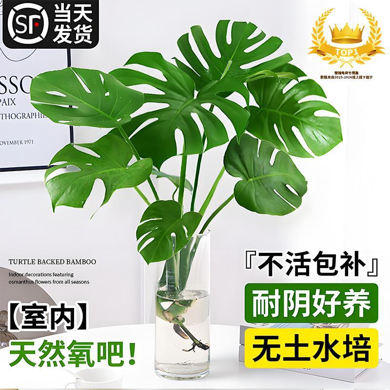 速发水植植物净背竹花瓶客厅大盆栽老桩根龟化空气大叶绿培鸟小苗