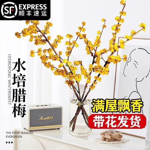速发腊年花玉切干枝腊梅水养鲜切花梅宵花水培植物鲜兰花室内花卉