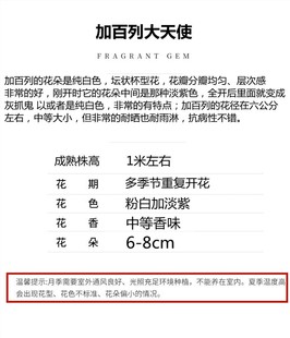 速发加百列大天使月季带花苞白月色季玫瑰花盆栽庭院花卉