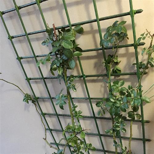 现货速发包塑钢管爬藤杆园艺花支柱月季花架瓜棚黄瓜架子植物花卉