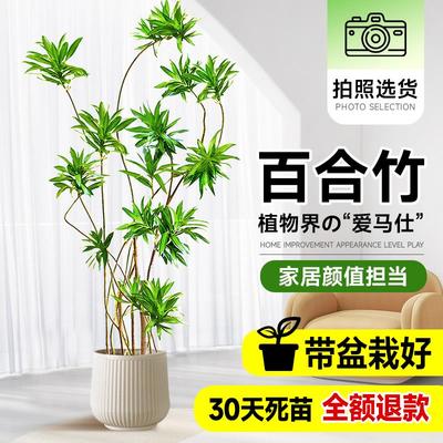 速发竹合树客厅绿植室内大型盆栽金边金心真花百合竹百绿植物造型