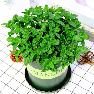 速发月薄畅荷盆栽迷迭香猫薄荷叶香苗草植物紫苏百里香罗勒西餐装