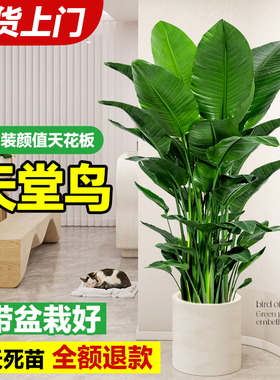 速发鸟绿植客厅室内大型植物盆栽望鹤兰真地落树办公室好养活禄植